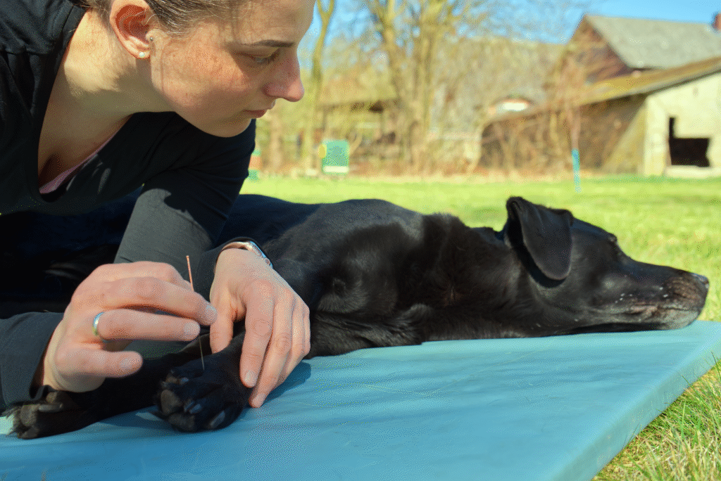 Sanfte Heilung für Ihr Tier - Tierostheopathie Marlen Morsdorf